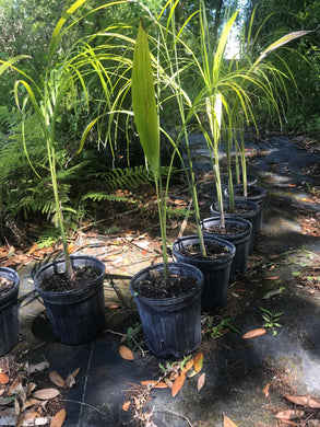 Florida Royal Palm  1 gallon