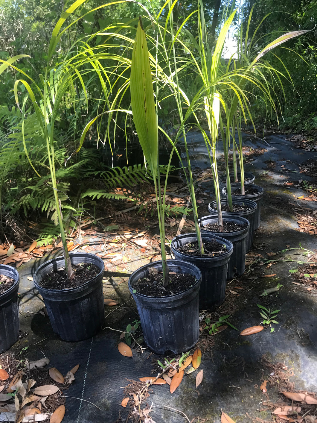 royal palm plant Florida Royal Palm 1 gallon