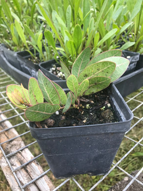 Pinewoods Milkweed 4” pot. Limited number