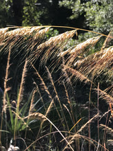 Lopsided Indian Grass 4” Pot