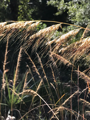 Lopsided Indian Grass 4” Pot
