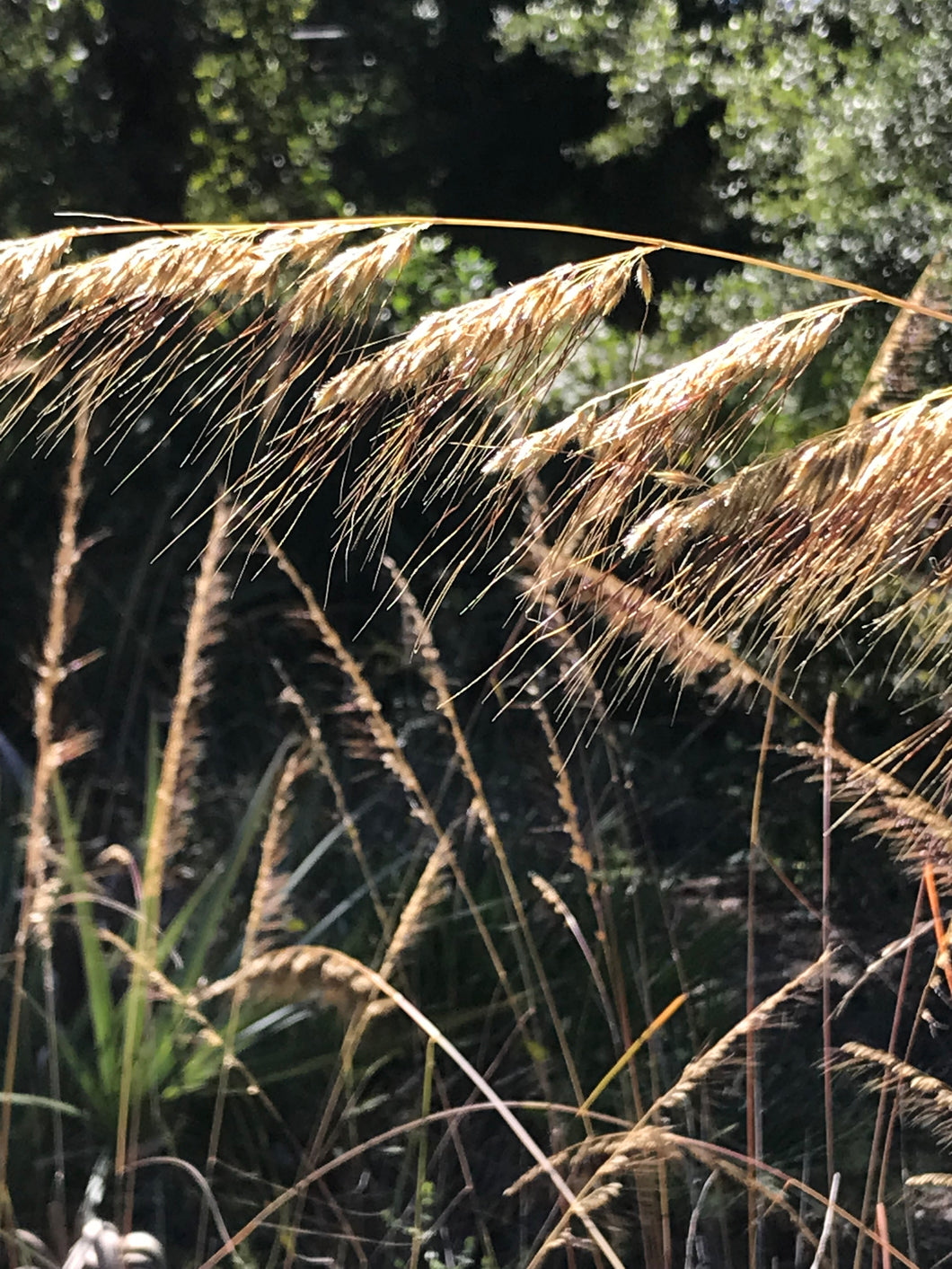 Lopsided Indian Grass 4” Pot