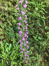 Blazing Star  - Slender Liatris gracilis Seed