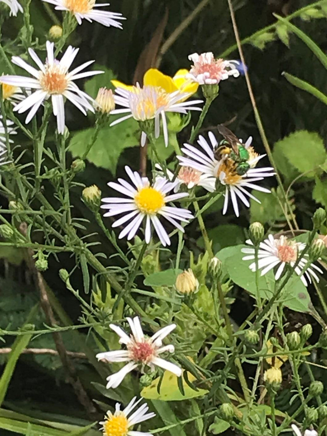 Rice Button Aster - 4” Pot
