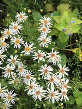 Rice Button Aster - 4” Pot