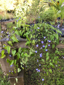 sky blue plant pot Sky Blue Clustervine 1 gallon Pot – Florida Native Wildflowers