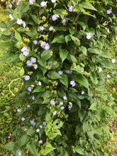 Sky Blue Clustervine 1 gallon Pot