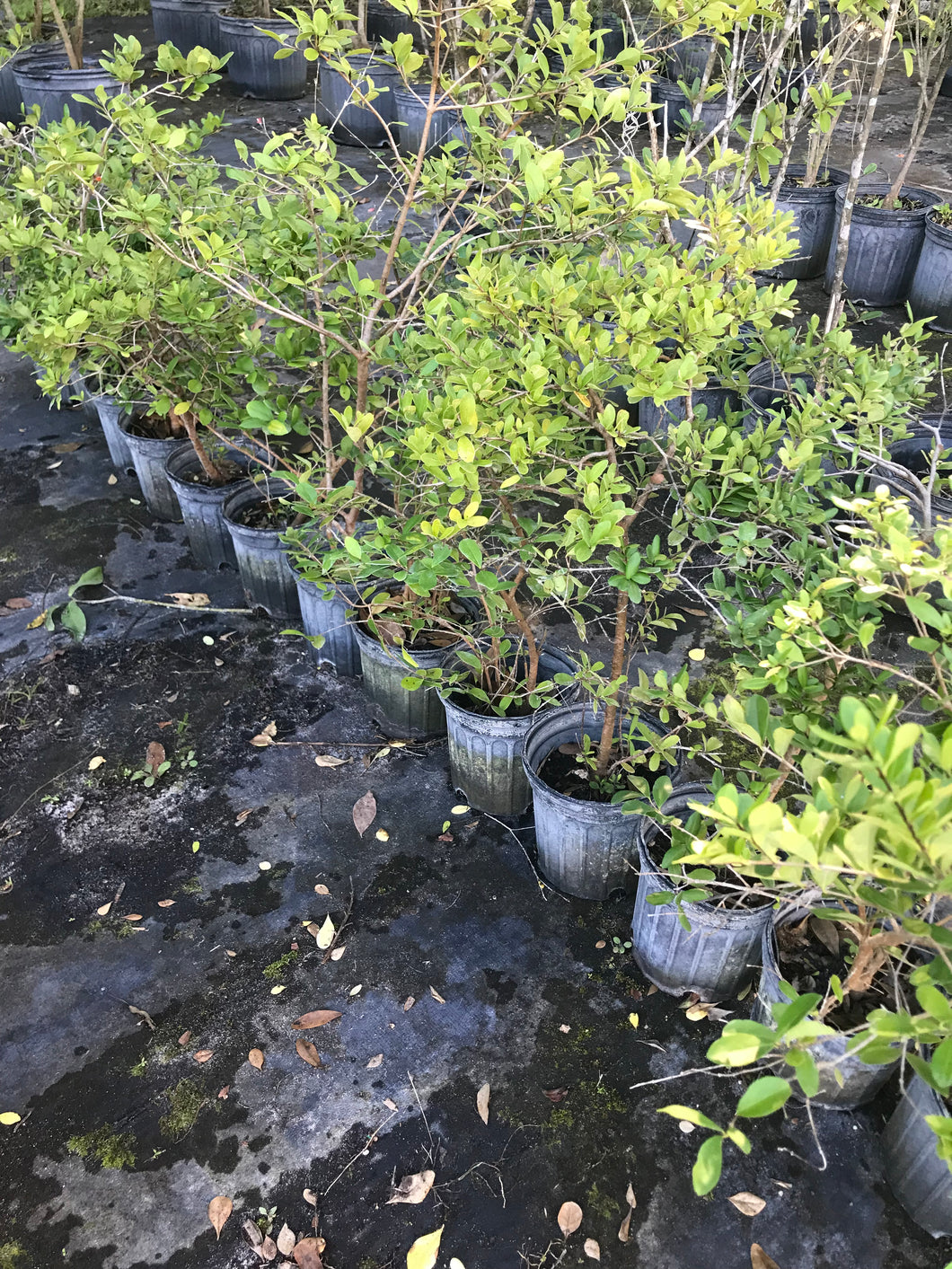 Simpson’s Stopper 1 gallon Pot