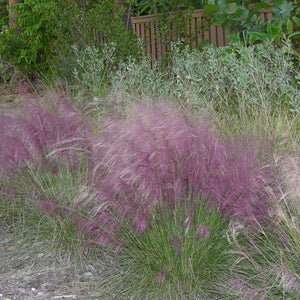 Muhly Grass 4” pot