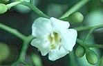 Bahama Strongbark - Bourreria succulenta