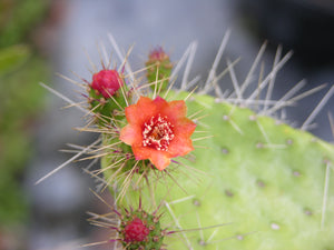 Semaphore cactus 4” Pot