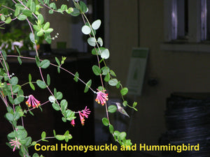 Coral Honeysuckle 4” Pot