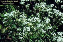 Ageratina jucunda 4” Pot