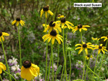 Black eyed Susan 4" Pot