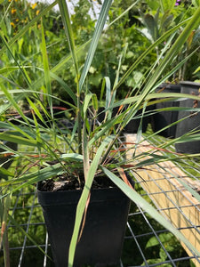 Elliott's Lovegrass - Eragrostis elliottii 4” Pot