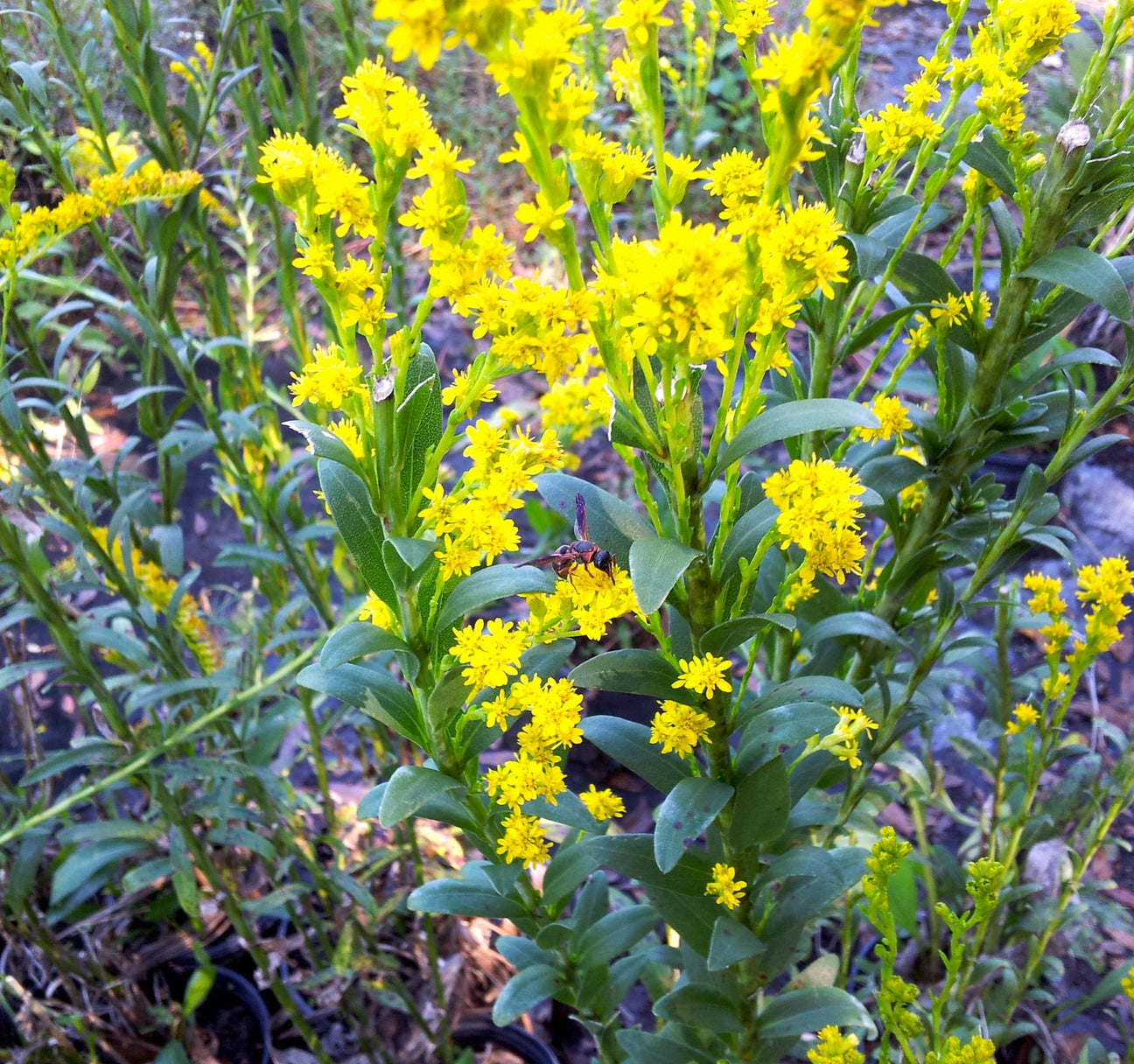 Seaside Goldenrod 4" Pot Florida Native Wildflowers Maple Street