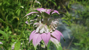 Dotted Horsemint Seed