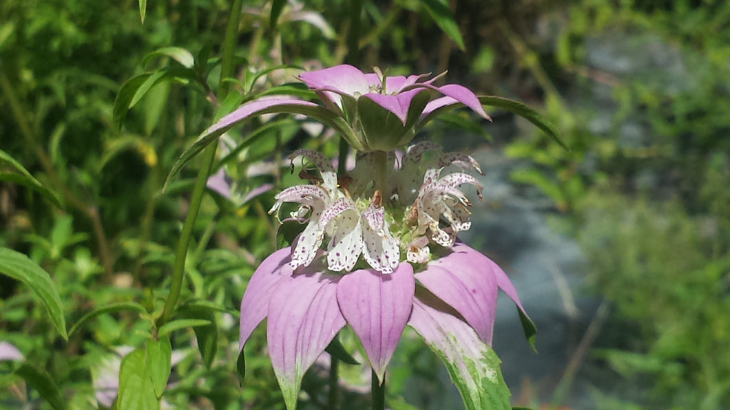 Dotted Horsemint or Spotted Beebalm  4