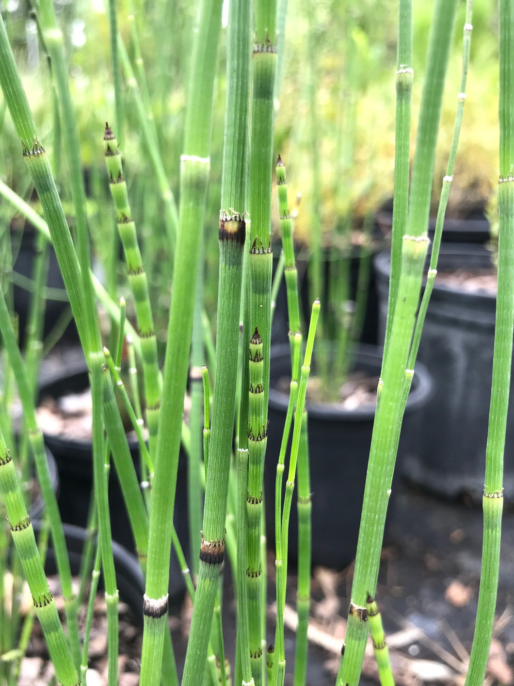 grow horsetail plant in pots Horsetail 1 gallon Pot – Florida Native Wildflowers