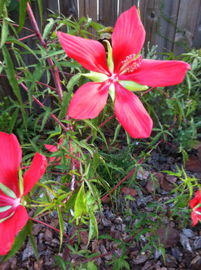 Red Star Hibiscus 4” Pot