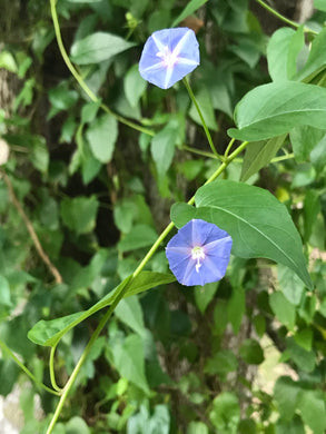 Sky Blue Clustervine 1 gallon Pot