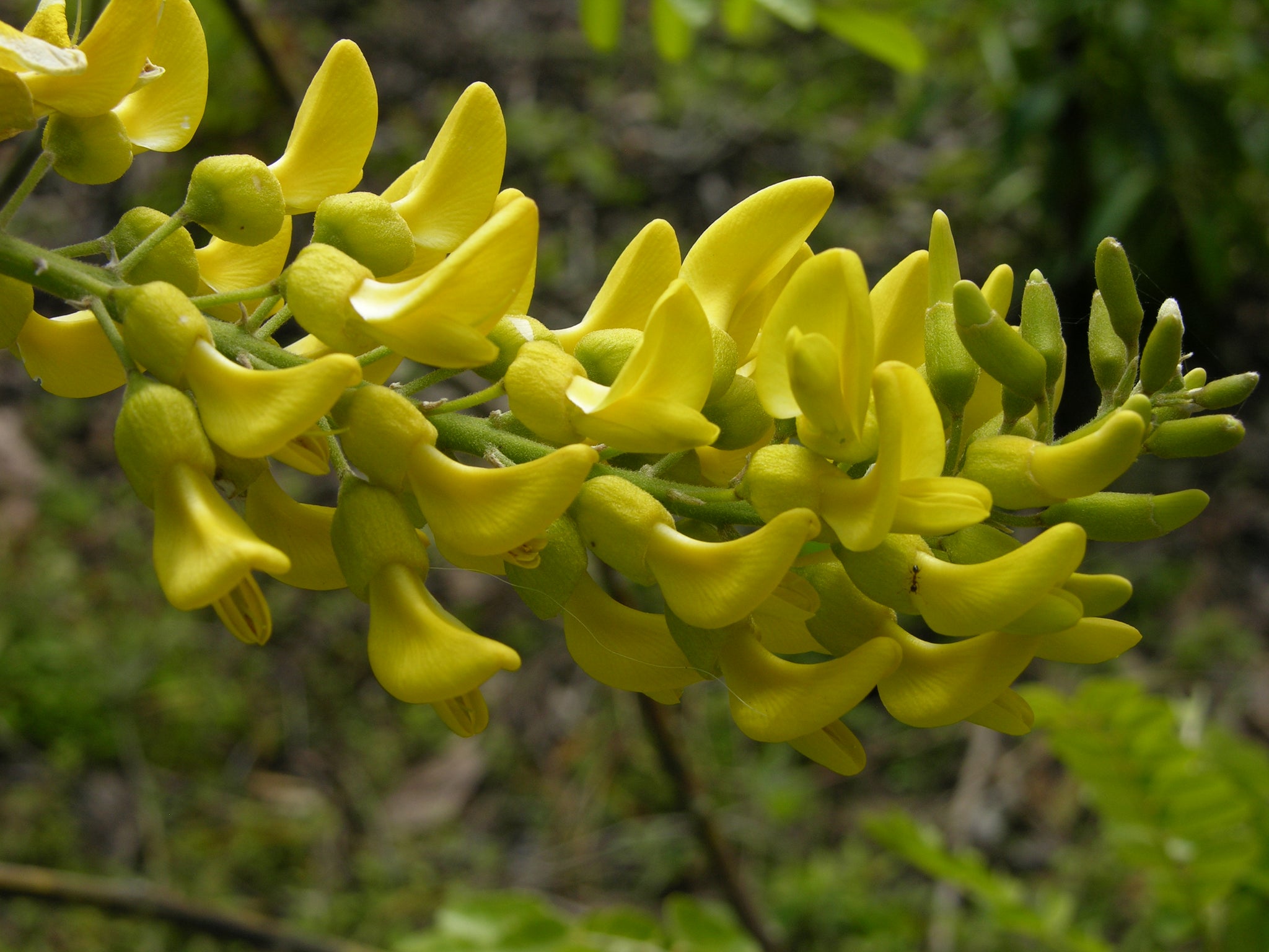 plant with yellow flowers and seed pods Necklace Pod Seed – Florida Native Wildflowers