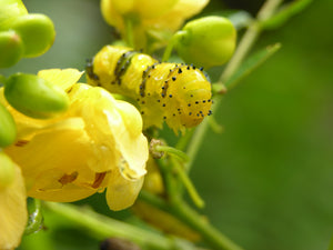 Cassia Privet (Senna) Seed
