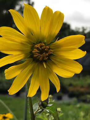 Starry Rosinweed - Silphium asteriscus - 4