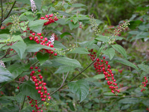 Rouge Plant 4" Pot