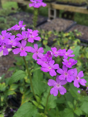 Tampa Verbena 4” Pot