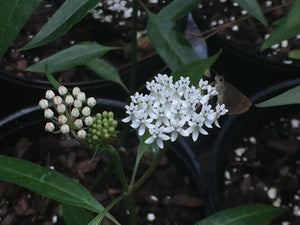 Aa. White Milkweed 4" pots