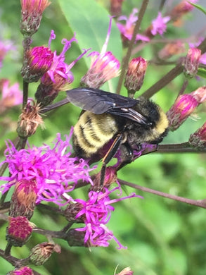 Giant Ironweed 4