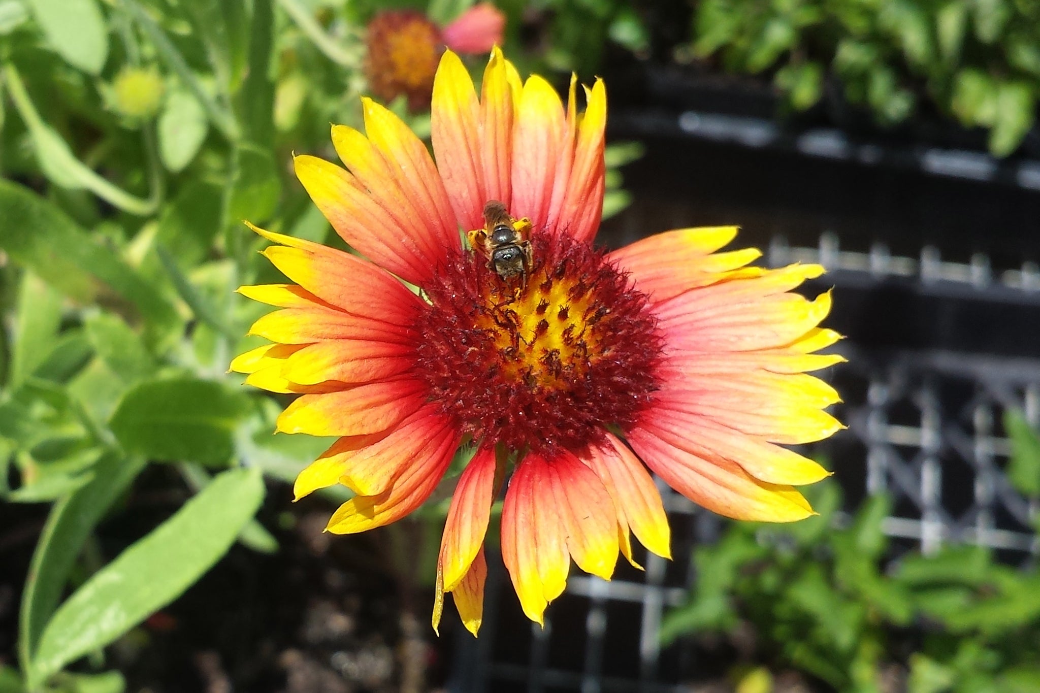 blanket flower seed Blanket Flower Seed