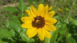 East Coast Dune Sunflower 4" Pot