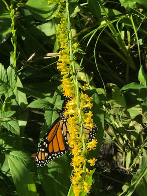 Seaside Goldenrod 4