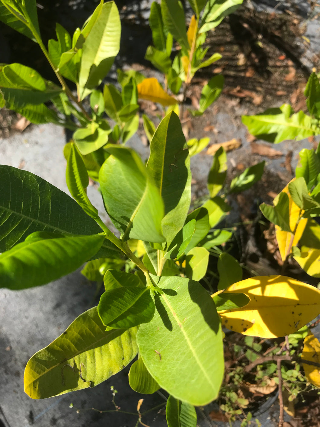 Varnish leaf shrub or Hop Bush - Dodonaea viscosa