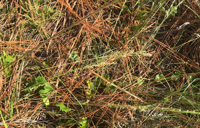Beaked  Panicum grass Seeds