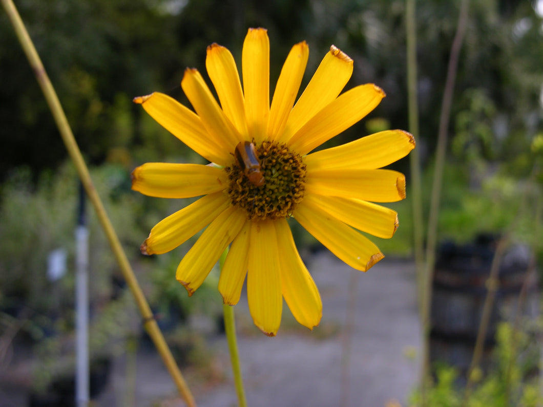 Lakeside Sunflower 4” Pot