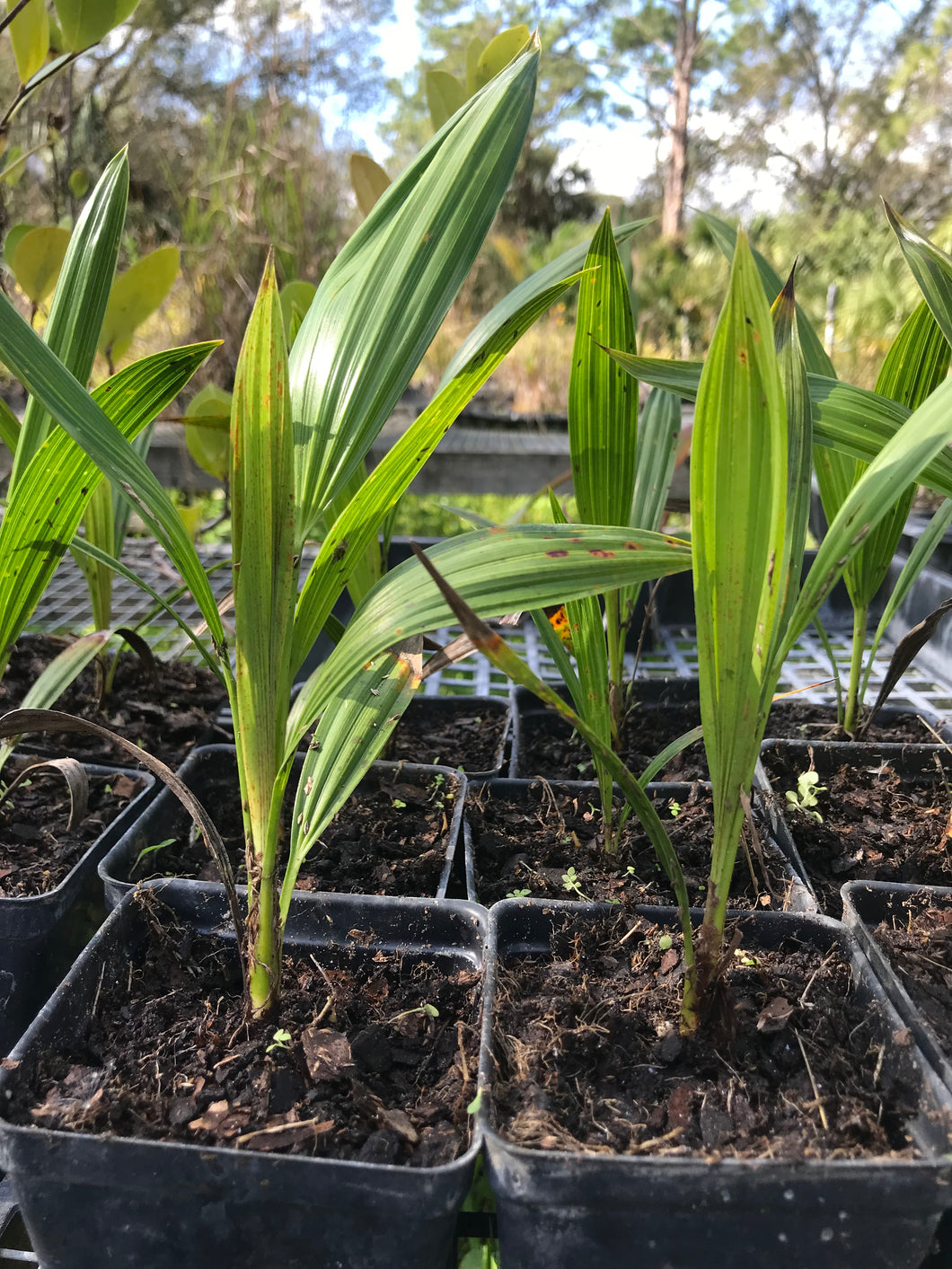 Florida Thatch Palm 4” Pot