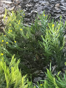 Silk Grass - Pityopsis graminifolia var tracyi 4” Pot