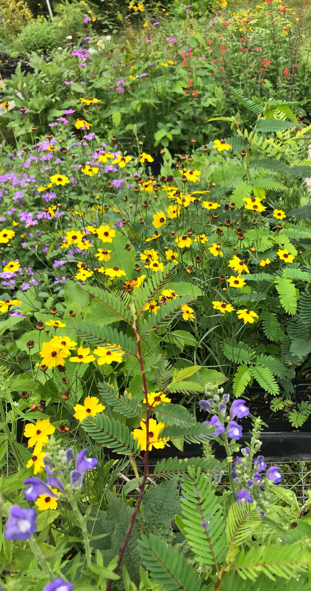 Coreopsis Leavenworth Seed Florida Native Wildflowers Maple Street