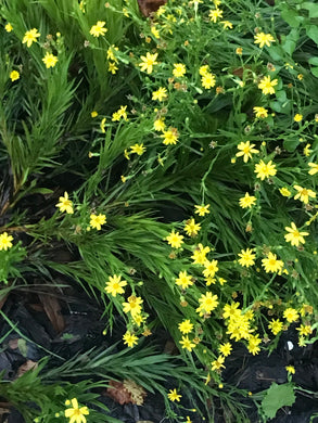 Silk Grass - Pityopsis graminifolia var tracyi 4” Pot