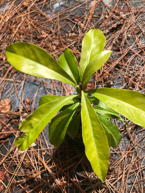 Marlberry- Ardisia escallonioides 1 gallon Pot