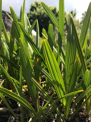 Silver Saw Palmetto treecone