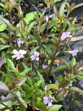 Twinflower- Dyschoriste oblongifolia 4” Pot