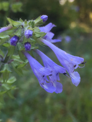 Lyre Leafed Sage 4” Pot