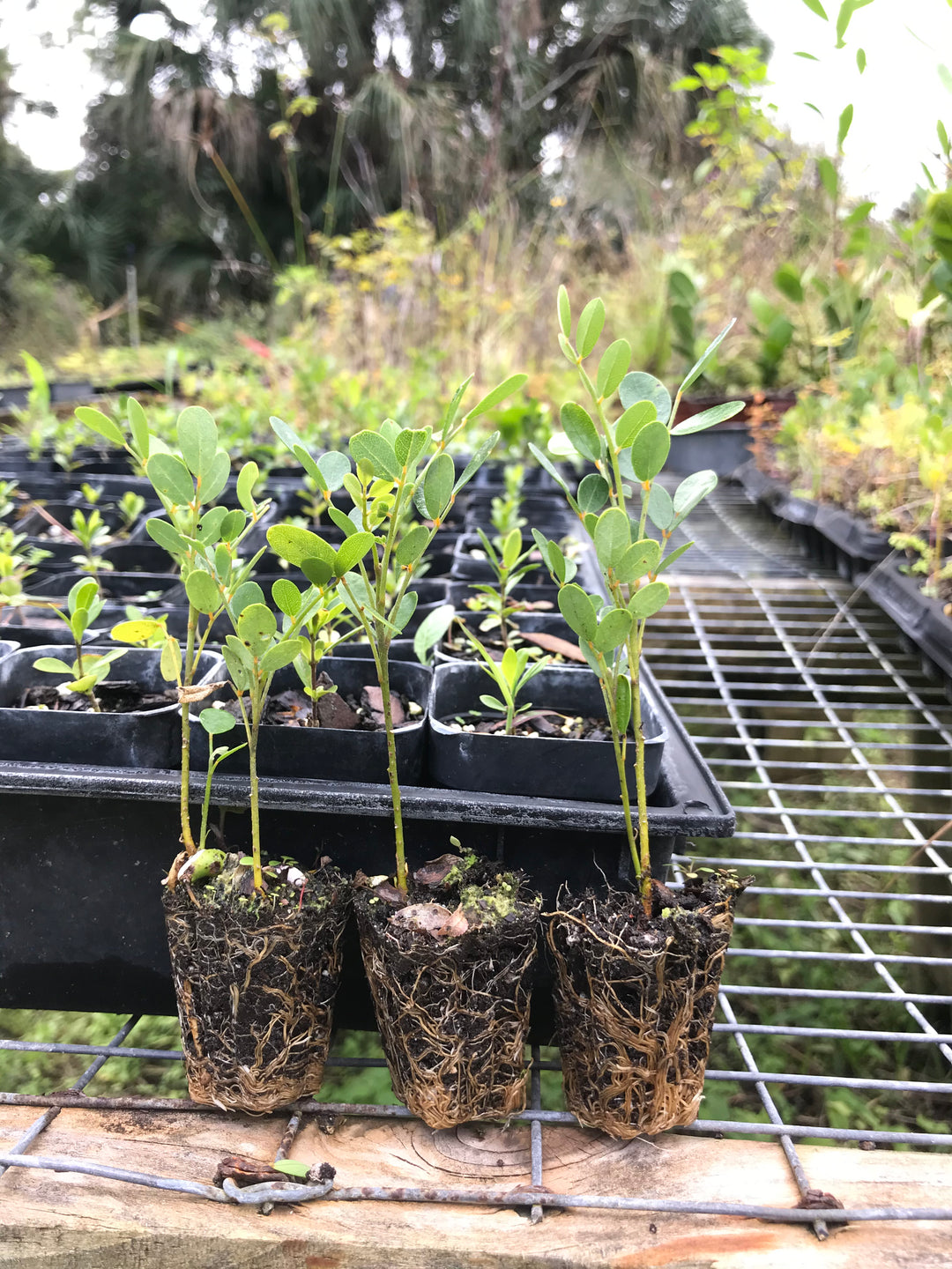Necklace Pod Seed Florida Native Wildflowers Maple Street Natives
