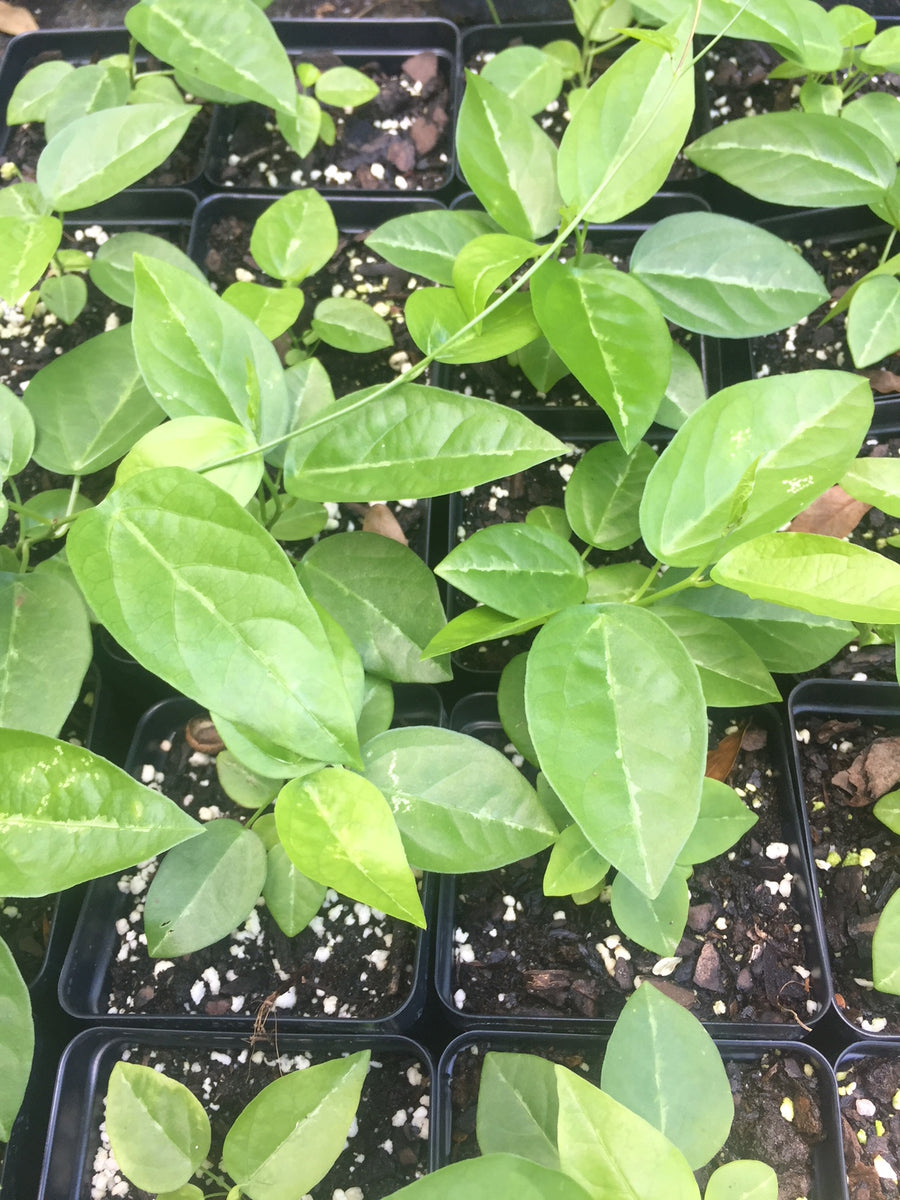 Corky Stem Passion Flower Seed Florida Native Wildflowers Maple