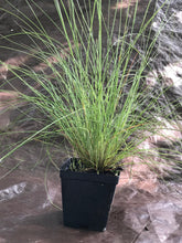 Pineland Dropseed 4” Pot