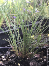 Pineland Dropseed 4” Pot